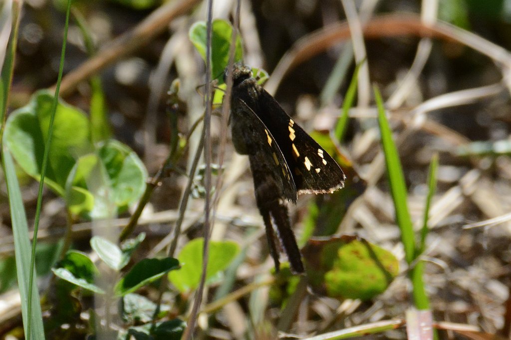 058 2015-01160711 Everglades NP, FL.JPG - Durantes Longtail Skipper (Urbanus dorantes). Butterfly. Everglades National Park, FL, 1-16-2015